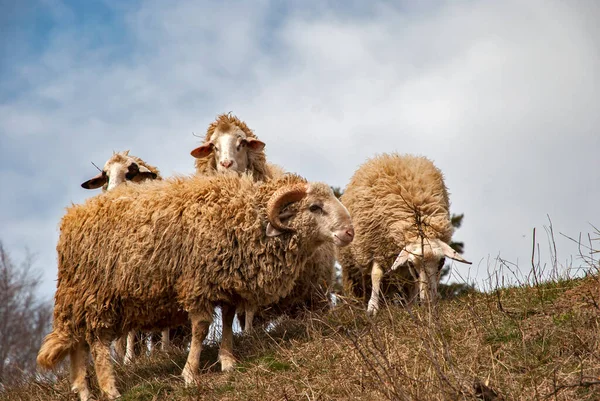 Small Flock Sheep Ram Meadow Early Spring Sky Background — Foto de Stock