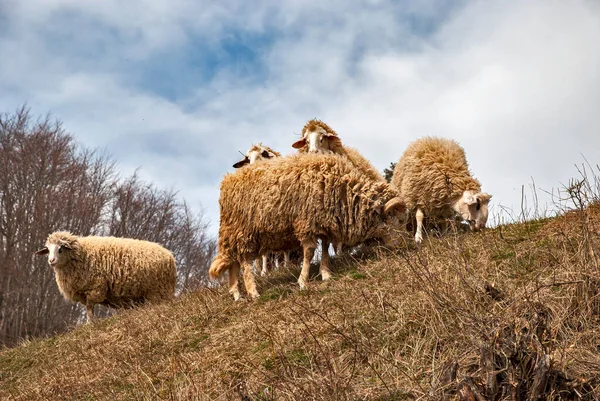 Small Flock Sheep Ram Meadow Early Spring Sky Background — Foto de Stock