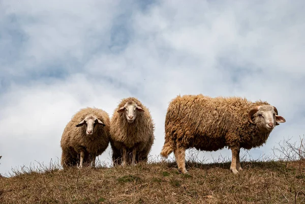 Small Flock Sheep Ram Meadow Early Spring Sky Background — Foto de Stock