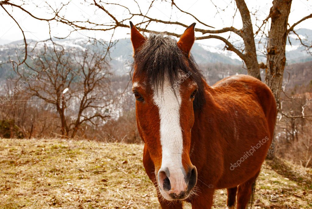 Chestnut brown mountain draft horse closeup in farm yard
