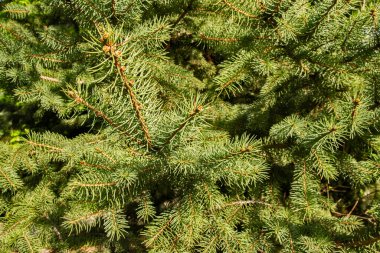 Çam ağacının yaprakları yaprakların yemyeşil arkaplanı gibidir.