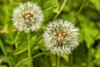 Karahindiba tohumu başı çiçekli arka plan olarak yakın plan
