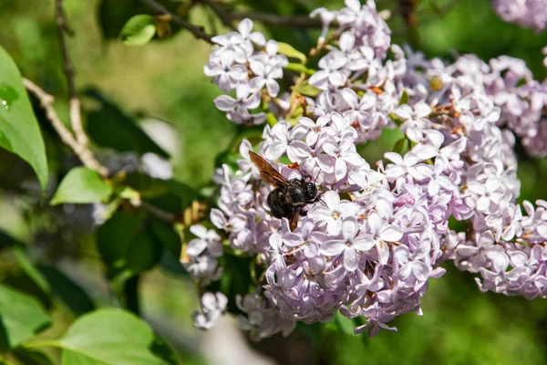 Blossom Purple Lilac Flowers Branch Bug Collecting Pollen —  Fotos de Stock