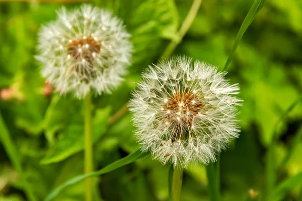 Karahindiba tohumu başı çiçekli arka plan olarak yakın plan