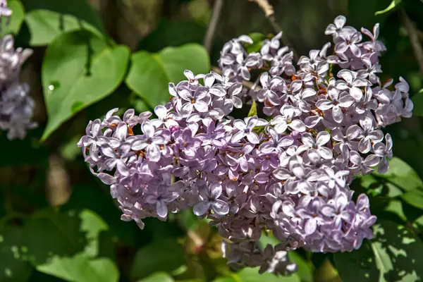 Blossom Purple Lilac Flowers Branch Spring Time Garden —  Fotos de Stock