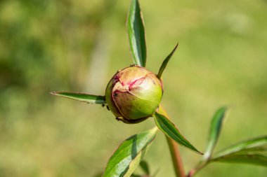 Şakayık çiçeği tomurcuğu, yeşil çiçekli arka planda yakın plan