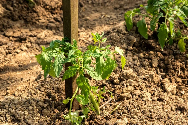 Frische Tomatenpflanze Sämling Nahaufnahme Auf Gemüsebeet — Stockfoto