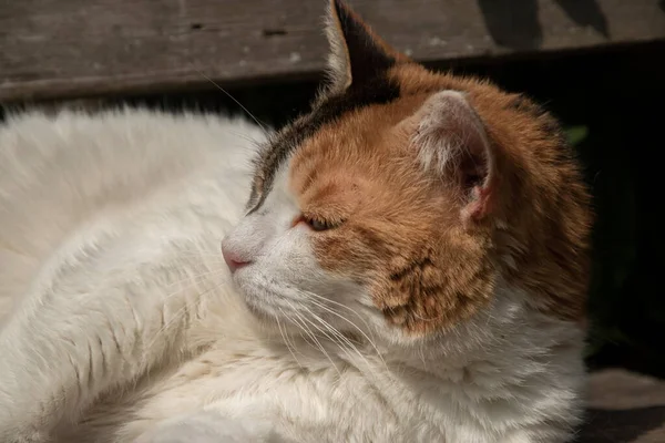 Tête Chat Femelle Gros Plan Comme Portrait Chat — Photo