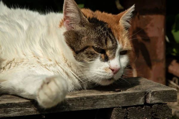 Tête Chat Femelle Gros Plan Comme Portrait Chat — Photo