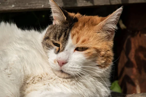 Tête Chat Femelle Gros Plan Comme Portrait Chat — Photo