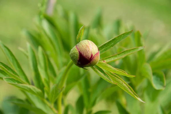 Pioen Bloem Knop Close Groene Bloemen Achtergrond — Stockfoto