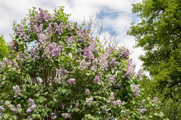 Blooming Lilac Bush Spring Time Clear Blue Sky Background —  Fotos de Stock