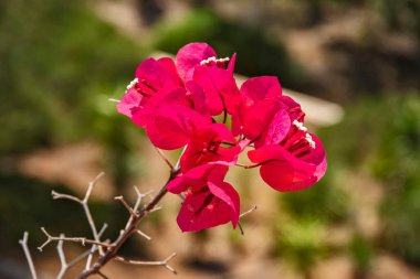 Bougainvillea glabra kırmızı çiçekli çalı yakın plan
