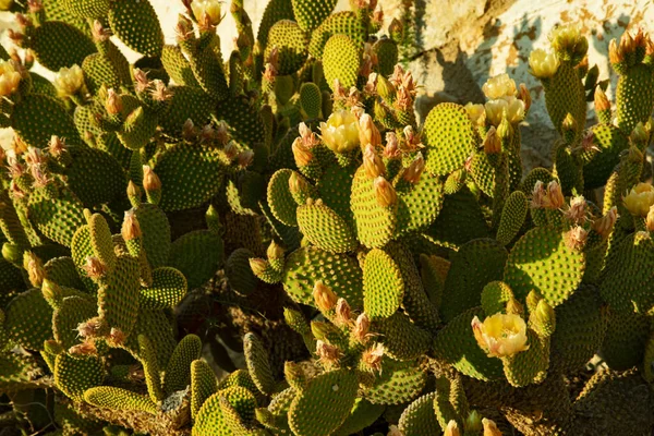 Rozkvetlá Bodavá Hruška Bezpáteřní Kaktus Opuntia Polštářky Detailní — Stock fotografie