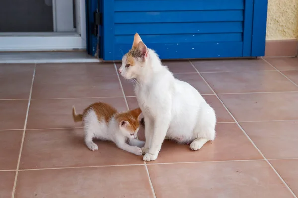 Mãe Gato Com Gatinho Brincando Terraço Casa — Fotografia de Stock