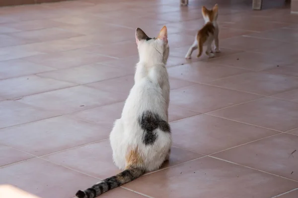 Mãe Gato Com Gatinho Brincando Terraço Casa — Fotografia de Stock