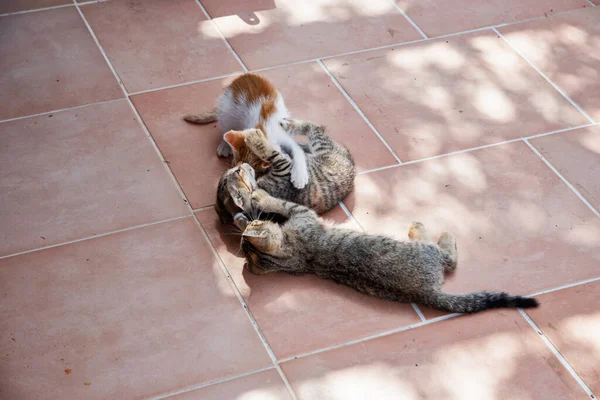 Pequenos Gatinhos Jogando Casa Terraço Closeup — Fotografia de Stock