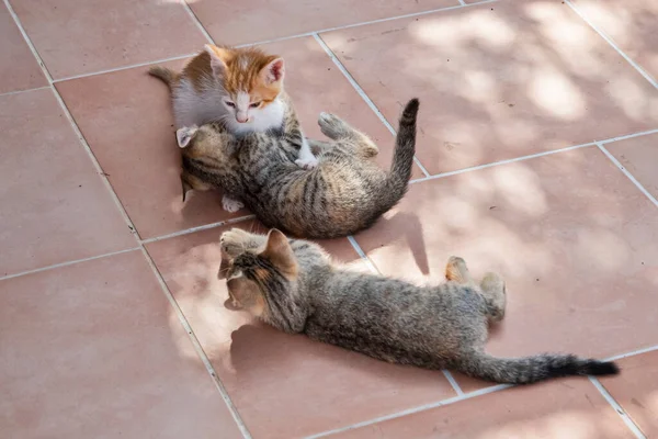 Pequenos Gatinhos Jogando Casa Terraço Closeup — Fotografia de Stock