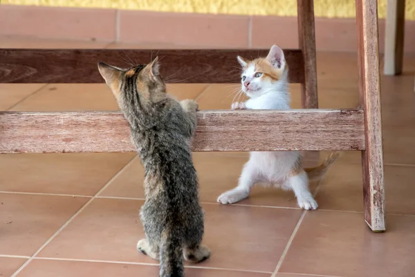 Little Kittens Playing House Terrace Closeup — ストック写真