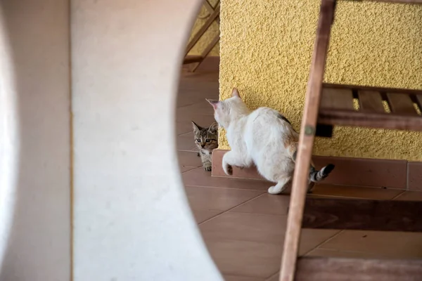 Pequeños Gatitos Jugando Casa Terraza Primer Plano —  Fotos de Stock