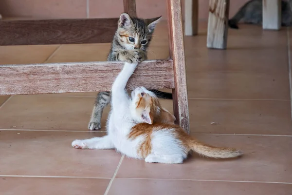 Pequenos Gatinhos Jogando Casa Terraço Closeup — Fotografia de Stock