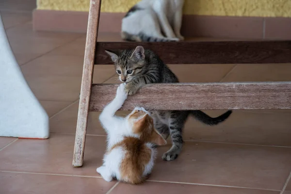 Little Kittens Playing House Terrace Closeup — Stockfoto