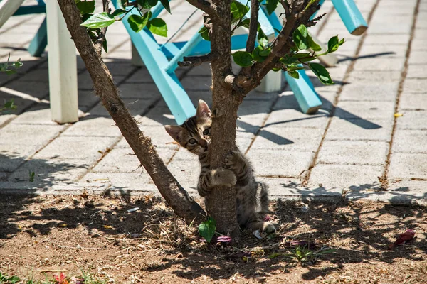 Kis Cica Játszik Kívül Napsütéses Nyári Napon — Stock Fotó