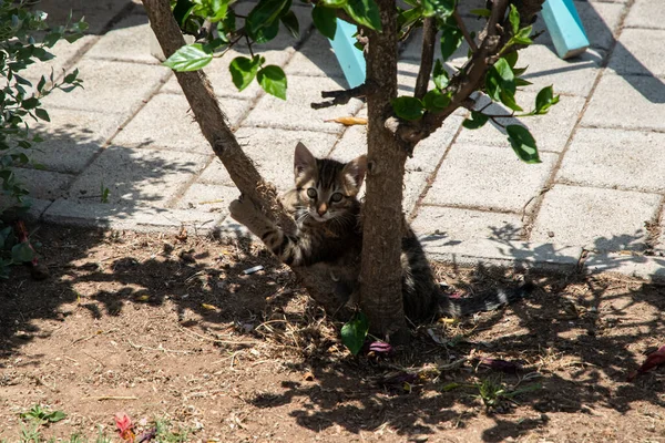 Little Tabby Kitten Playing Sunny Summer Day — Stock fotografie