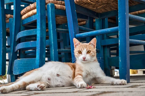 Pregnant Street Cat Closeup Small Mediterranean Restaurant — Stock fotografie