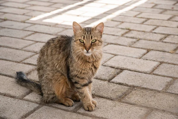 Tabby Street Cat Closeup Small Restaurant Floor — Stock Fotó