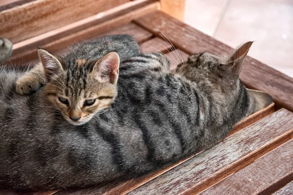 Tabby Gato Madre Con Poco Gatito Descansando —  Fotos de Stock