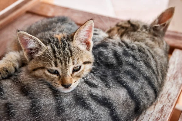 Tabby Cat Mother Little Kitten Resting — ストック写真