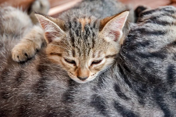 Tabby Gato Mãe Com Pequeno Gatinho Descansando — Fotografia de Stock