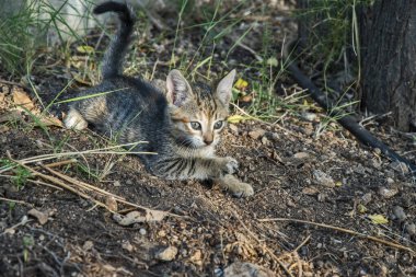 Sevimli yeni doğmuş evcil kedi yavrusu. Yakın plan.