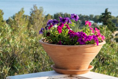 Petunya kilden kapta, teras köşesinde.