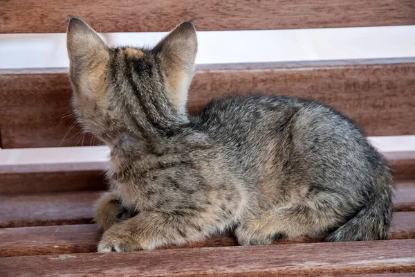Adorable Newborn Domestic Little Tabby Kitten Closeup — Fotografia de Stock
