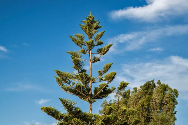 Cook Pine Tree Closeup Sunny Summer Day — Stock Photo, Image