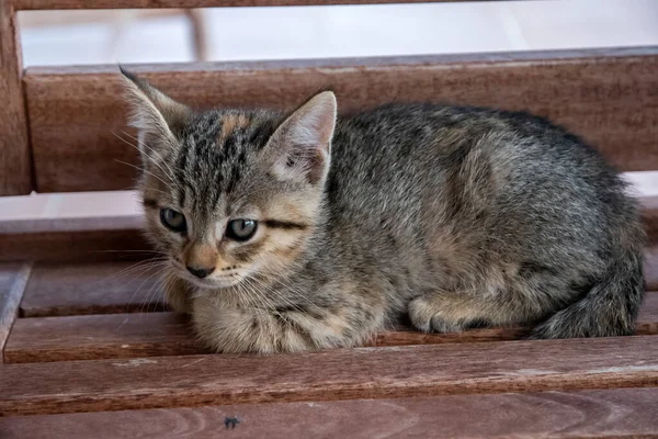 Adorable Newborn Domestic Little Tabby Kitten Closeup — Fotografia de Stock