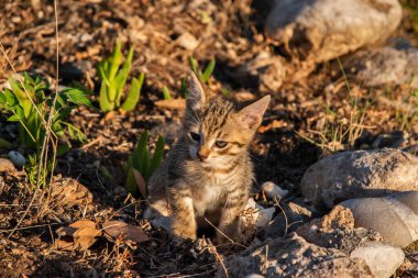 Küçük kedi yavrusu evin bahçesinde oynuyor. Yakın plan.