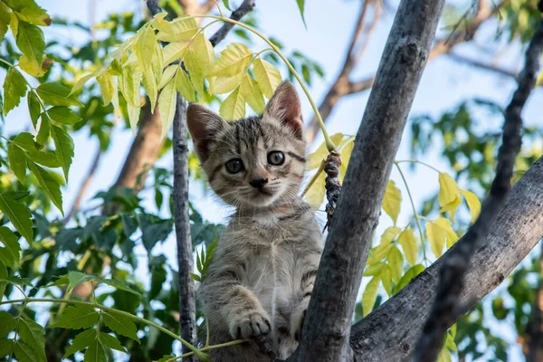 Little Kitten Plays Tree Branches Closeup — Stock Fotó