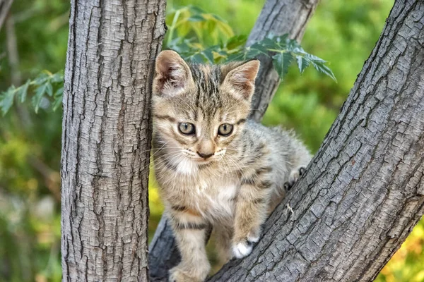 Malé Kotě Hraje Mezi Větvemi Stromů Detailní — Stock fotografie