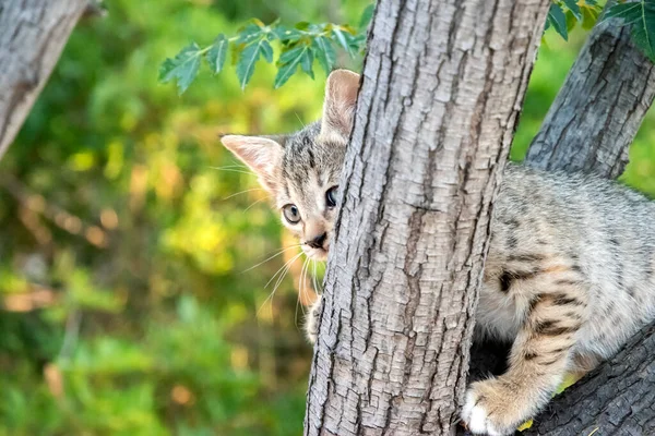 Küçük Kedi Yavrusu Ağaçların Arasında Oynuyor — Stok fotoğraf