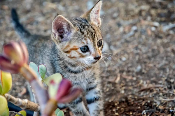 Little Kitten Plays House Garden Ground Closeup — Stok fotoğraf