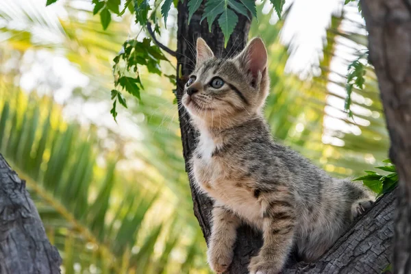 Little Kitten Plays Tree Branches Closeup — Stock fotografie