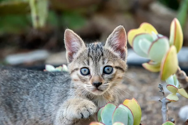 Little kitten plays on house garden ground closeup