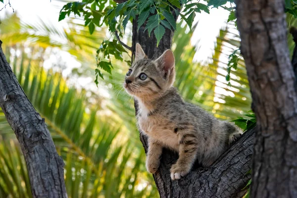Kis Cica Játszik Között Faágak Közelkép — Stock Fotó