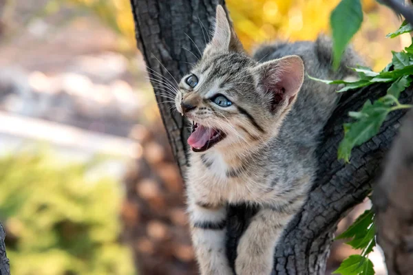 Little Kitten Plays Tree Branches Closeup — Stok fotoğraf