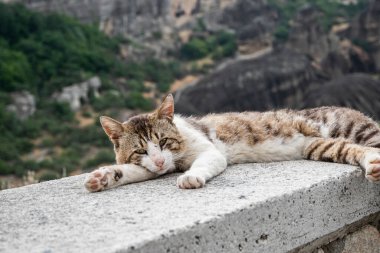 Yerde yatan melez erkek sokak kedisi