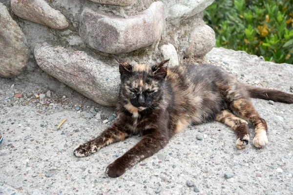 Lying Mixed Breed Female Street Cat Closeup — Stok fotoğraf