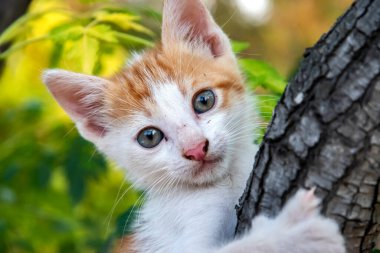 Küçük kedi yavrusu ağaçların arasında oynuyor.